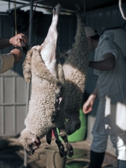 Abator pentru sacrifiarea mieilor